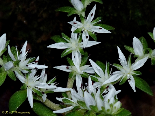 {Sedum ternatum}